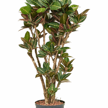 Croton (Codiaeum) variegatum 'Petra' Branched