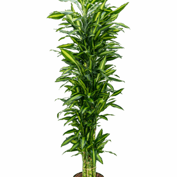 Dracaena fragrans 'Cintho' Verzweigt-multi