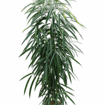 Ficus binnendijkii 'Alii' Tuft