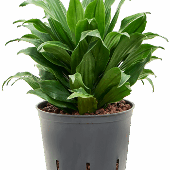 Dracaena fragrans 'Compacta' Head