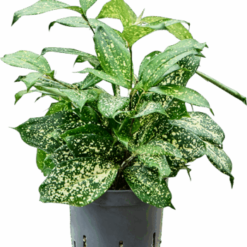 Dracaena godseffiana 'Florida beauty' Tuft