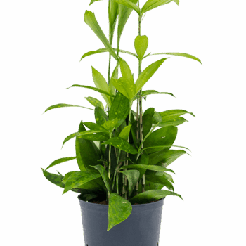 Dracaena surculosa Tuft