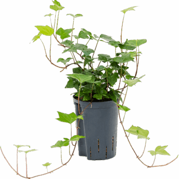 Hedera algeriensis 'Montgomery' Hanger