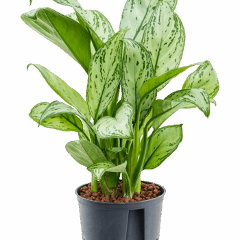 Aglaonema 'Christina' Tuft