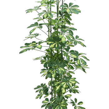 Schefflera arboricola 'Gold Capella' 3pp