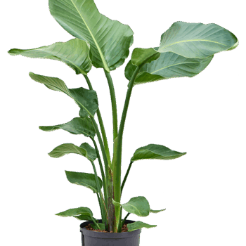 Strelitzia nicolai 2pp