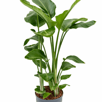 Strelitzia nicolai 3pp