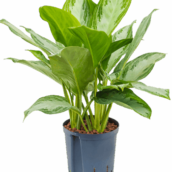 Aglaonema 'Silver Bay' Tuft