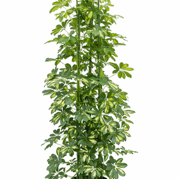 Schefflera arboricola 'Gold Capella' 6pp