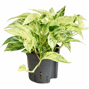 Scindapsus (Epipremnum) 'Marble Queen' Hanger