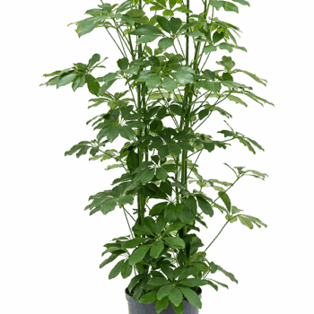 Schefflera arboricola 'Compacta' 4pp