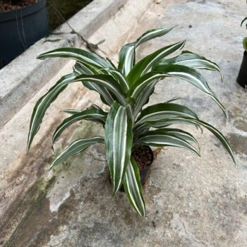 Dracaena Warneckei Compacta Tip