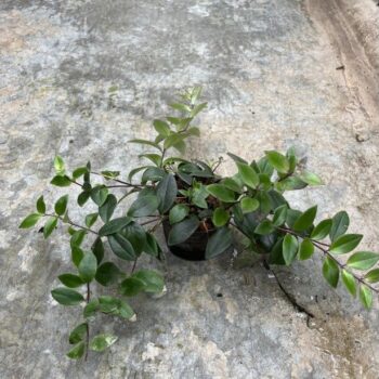 Aeschynanthus lobbianus