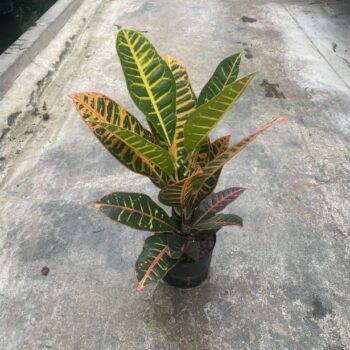 Croton petra