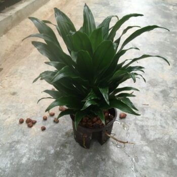 Dracaena Compacta Tip
