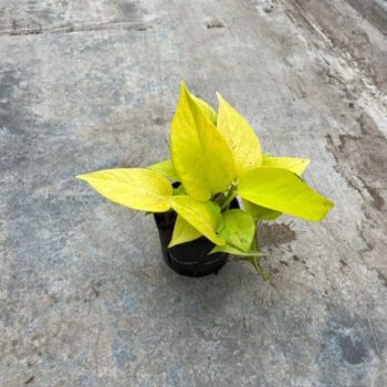 Scindapsus Golden Pothos