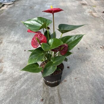 Anthurium andreanum Red