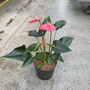 Anthurium andreanum