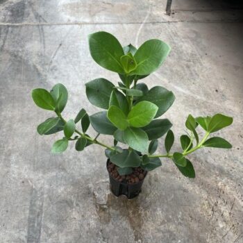 Clusia rosea princess