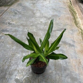 Dracaena cintho kop 2pp 13/12 h30