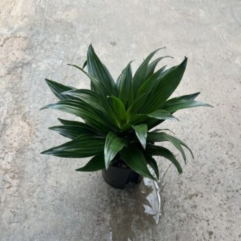 Dracaena Compacta Tip