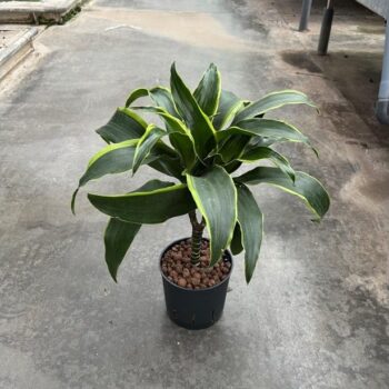 Dracaena dorado stam 13/12 h45