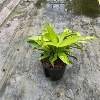 Dracaena Surculosa Mike