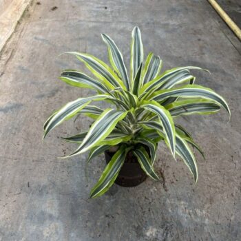 Dracaena Surprise Tip
