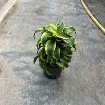 Dracaena Tornado Tip