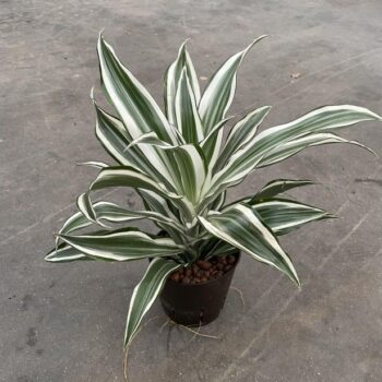 Dracaena white jewel kop 1pp 13/12h25