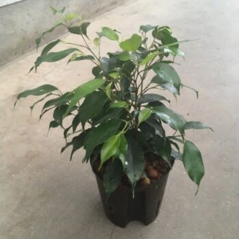 Ficus danielle 13/12 h30