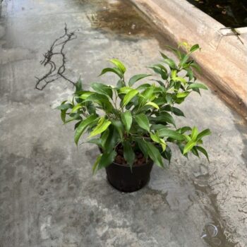 Ficus Benjamina Natasja