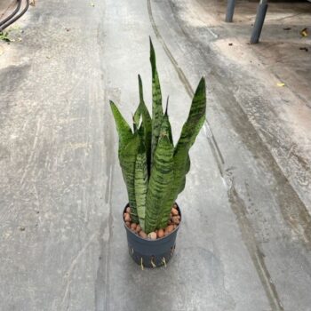 Sansevieria zeylanica 13/12 h40/50