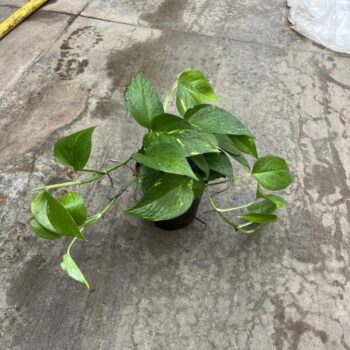 Scindapsus aureus 13/12 h25