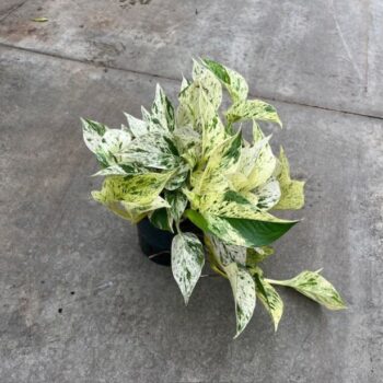 Scindapsus Marble Queen