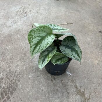 Scindapsus Pictus Mostrosus