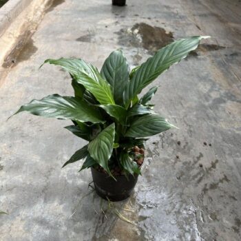 Spathiphyllum 13/12 h50