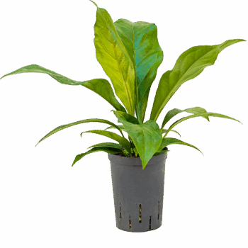 Anthurium elipticum 'Jungle bush' Bush