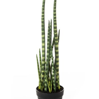 Baton plant 67 cm w/pot