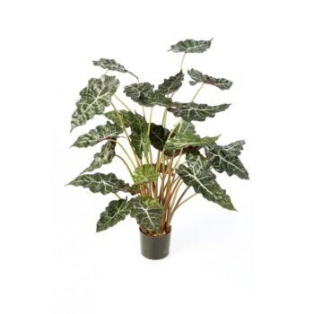 Alocasia bush w/pot