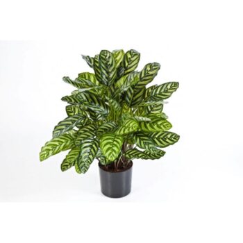 Green calathea x 88 w/pot