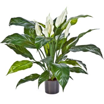 Spathiphyllum de luxe w/p