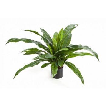 Asplenium fern w/pot