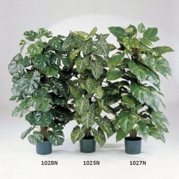 Split philo deliciosa