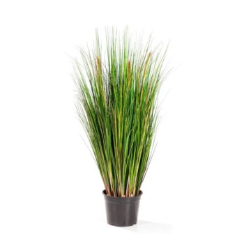 Foxtail grass w/green flowers