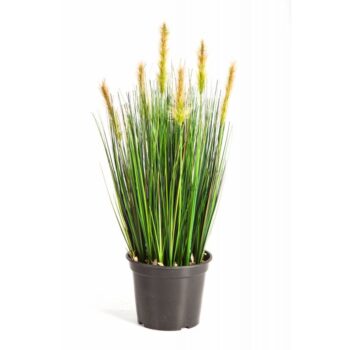 Foxtail grass w/green flowers