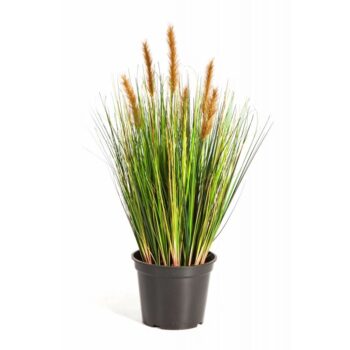 Foxtail grass w/brown flowers