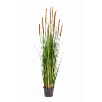 Foxtail grass w/brown flowers