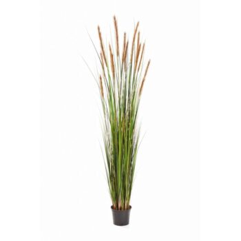 Foxtail grass w/brown flowers