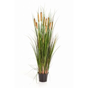 Cattail grass w/brown flowers